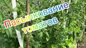 Пасынкование томатов