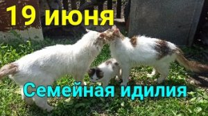 «Картофан варится, клетки ремонтируются, лето продолжается... «
