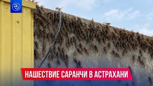 Нашествие саранчи в Астрахани