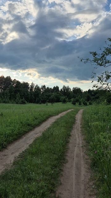 Дрозды, закат на лугу, природа Северо-западного региона России #shorts