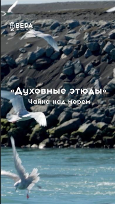 Чайка над морем — образ души в благодати