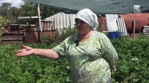 У садоводов Карачаево-Черкесии стартовал сезон клубники
