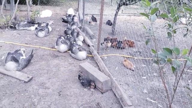 _ ПТИЧИЙ ДВОР _ У нас сон час.