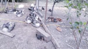 _ ПТИЧИЙ ДВОР _ У нас сон час.
