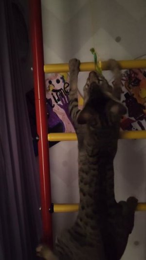 кот на лестнице