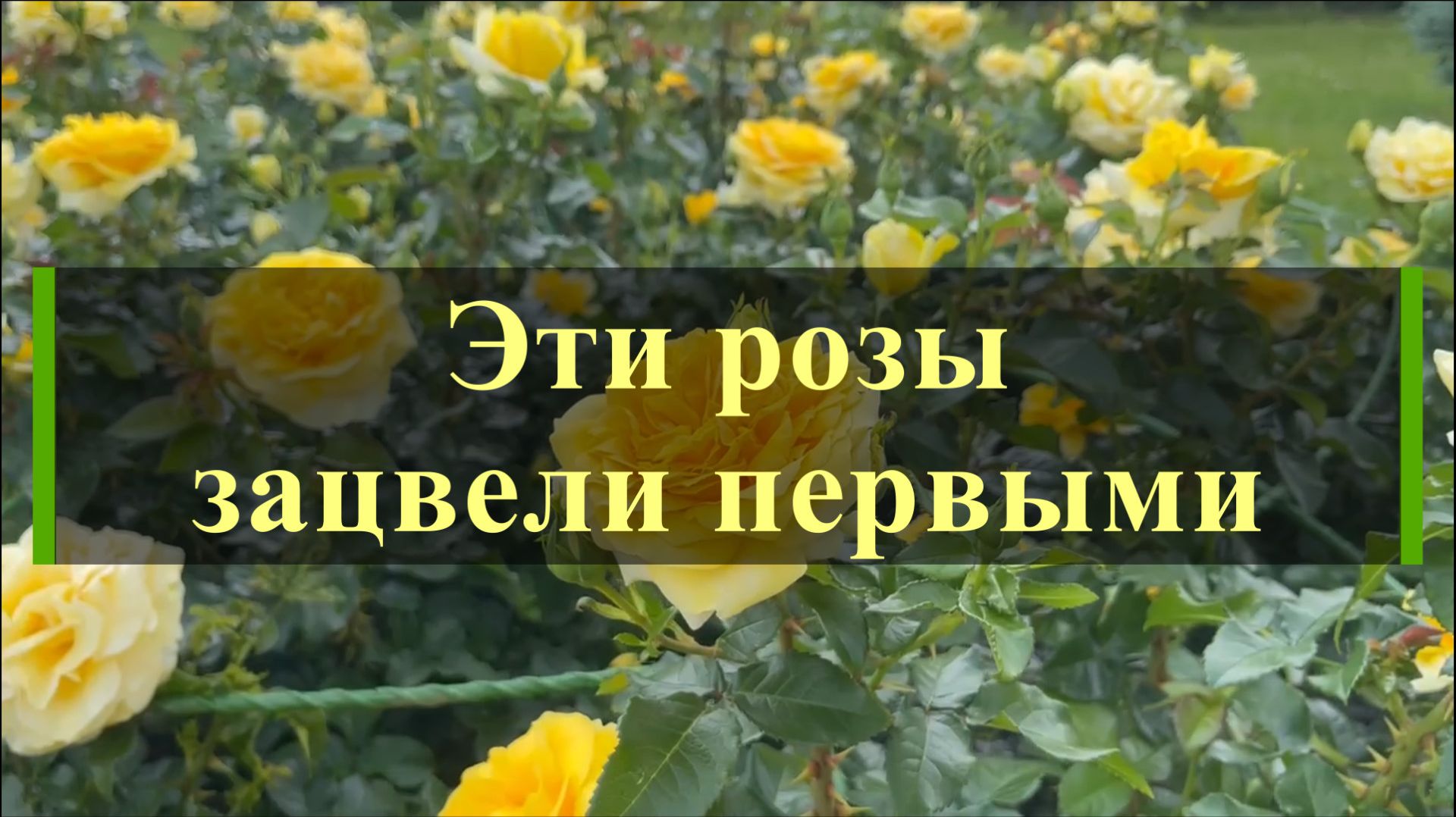 Эти розы зацвели первыми