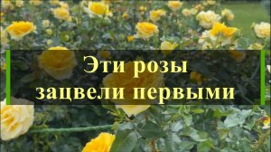 Эти розы зацвели первыми