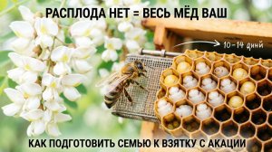 Как подготовить пчёл к акации, если июнь безвзяточный? За 20 дней до цветения | Кашковский 🐝🌼