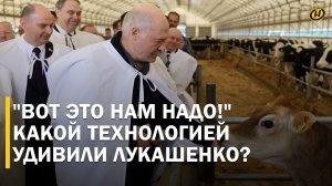 «Ты же зоотехник, вот такие коровы у тебя должны быть!» Лукашенко на «БелИнтерГене» подарили Мусю