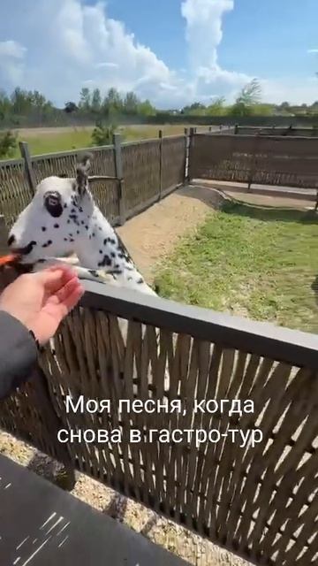 Приглашаю в мои гастро-туры смотреть онлайн