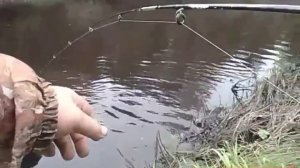 Щучка на вертушку🎣

#ТОПчимДальше #Рыбалка #РыбалкавКарелии #Спиннинг #РыбалканаСпиннинг #Щука
