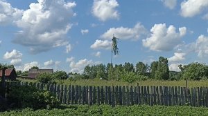 Жаль выбросить капусту .Цыплята без мамы