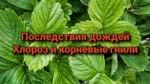 Последствия дождей. Хлороз и корневые гнили.