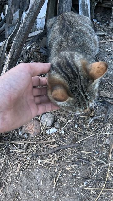 КОТТ