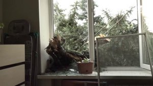 В Черкесске поваленное ветром дерево пробило окно на втором этаже жилого дома