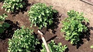 Окучивание картофеля