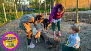 Мы ОТДАЛИ Шнурка! Ферма уже никогда не будет прежней…