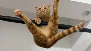 Самые смешные КОШКИ...ЛУЧШЕЕ видео со смешными кошками 2026
