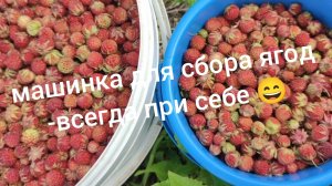 Собираю ягоды на горе //  торговля на трассе, кошмар какой то 😏//