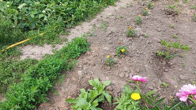 САД И ОГОРОД.  В моем саду расцвел пион.