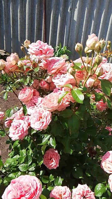 НЕМНОГО РОЗ 🌹🌹🌹 смотреть онлайн