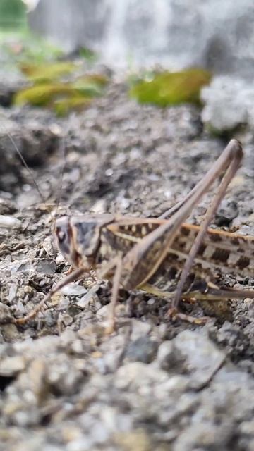 Decticus albifrons смотреть онлайн