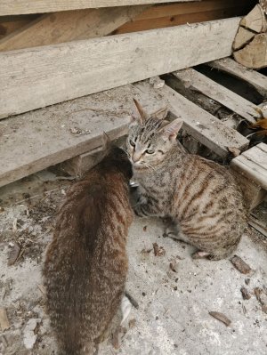 целую в трюки и качаюсь на качельке