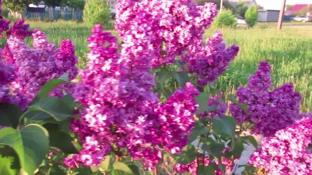 Сирень будет пышно цвести, если выполнить эти 5 условий