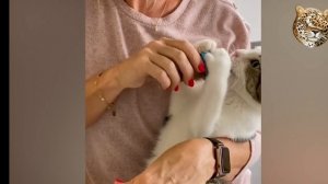 Новые видюхи про кошек zoo и собак