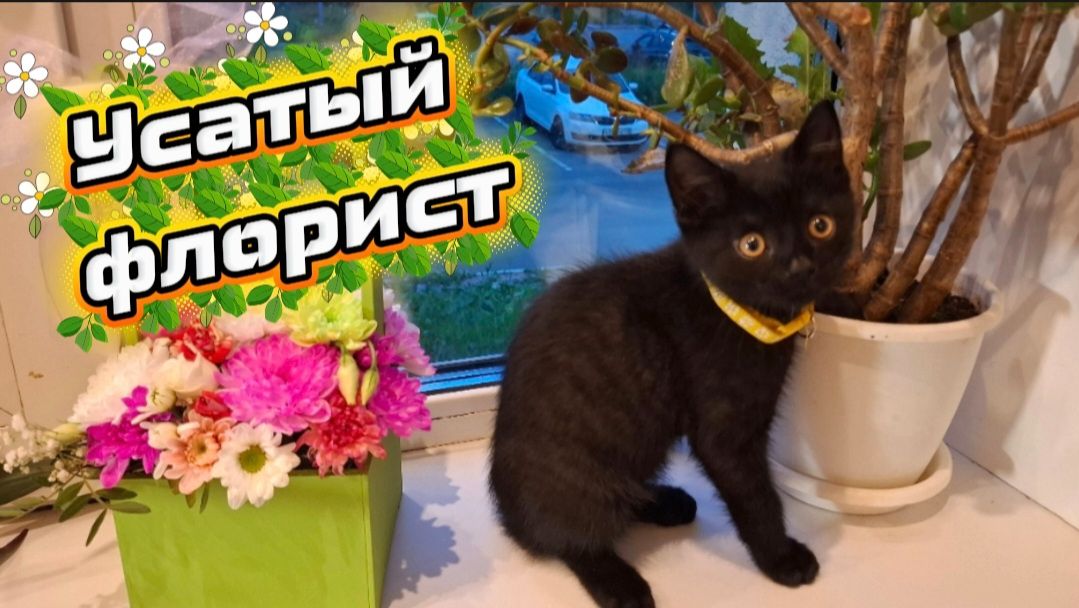 Юный флорист Кузя и команда котов-озеленителей. Три черных кота смотреть онлайн