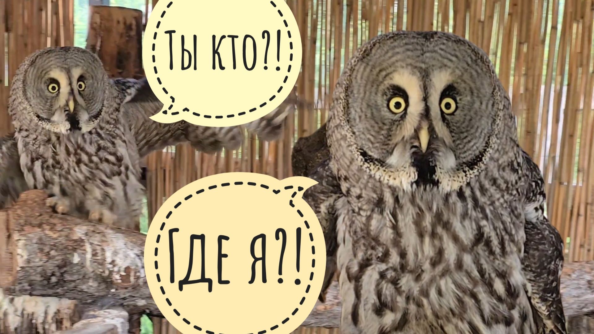 Сова неясыть Кофи опять видит меня в первый раз! Кошку Морошку мокрят дожди, филин Ёль передаёт УГУ смотреть онлайн