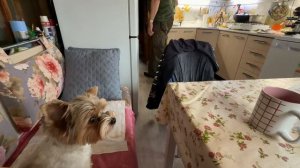 Сажаю саженцы клубники. На адоптация новых « жильцов» парника. Милая Мила.