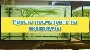 Просто посмотрите на аквариумы