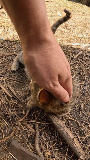 Деревенская кошка