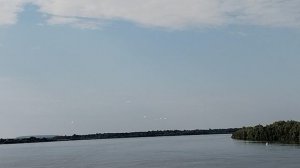 5. Лебеди
