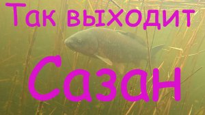 Встреча с сазаном #Подводная охота