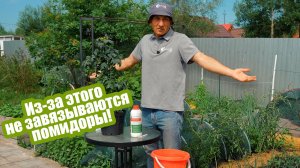 Помидоры не завязываются из-за этих ошибок!