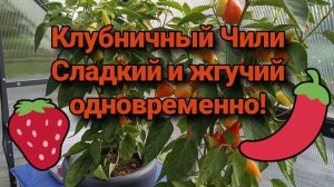 Клубничный Чили. Сладкий и жгучий одновременно!
