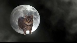 Макар Видеомемы с котиками