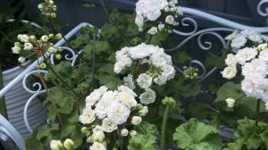 Пеларгония ИВ Галина Уланова