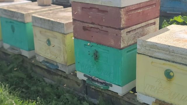 ф.80. немного посмотрел что и как цветёт медонос