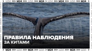 Правила наблюдения за китами утвердили в Мурманской области - Москва 24