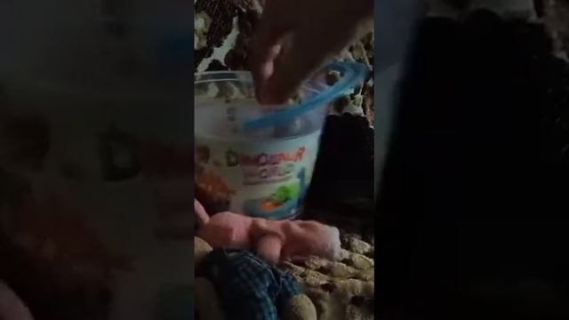Белолапый волк