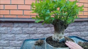 Бон Zай  бересклет европейский альба весна 2026 год