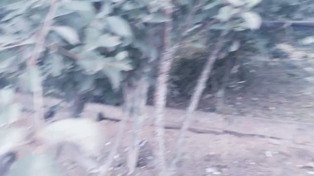 НАШ ПТИЧИЙ ДВОР - ОБЕД