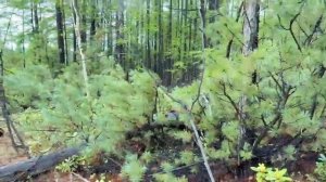 колымские весенне-летние цветы -рододендроны Снято п.Уптар Магаданской области