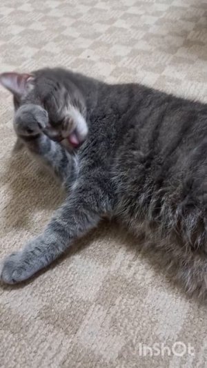 новое видио про кота Тишку