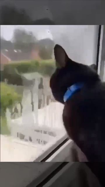 котики ,сам не помоешь, никто не помоет