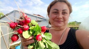 Запоздалый Влог ) Высаживаю Огурчики /  Балованный Котик /