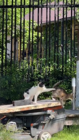 Жизнь моих животных 🐈🐶🐈⬛бездельники. Вот она беззаботная жизнь летом 🌸🐈⬛🐈🐈⬛🐈🐶🐶